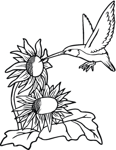 Hummingbird With Sunflowers Coloring Page